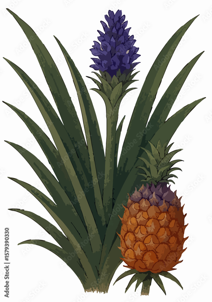 Ananas comosus Ananas comosus