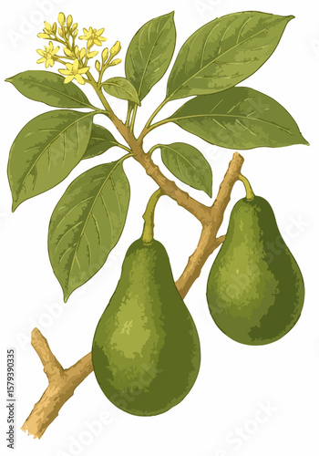 Persea americana
