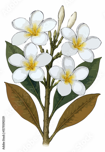 Plumeria alba.