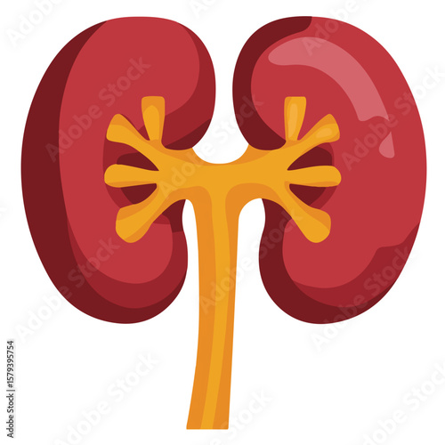 Human Kidney Anatomy clipart Vector