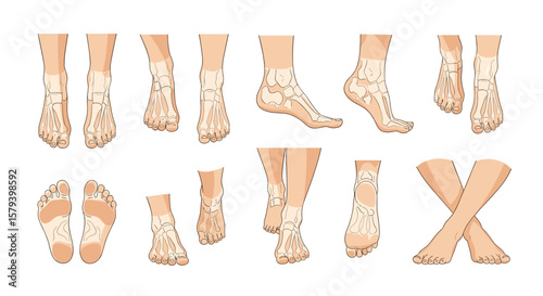 Visual guide to acupuncture points on the human foot and ankle explored through diverse anatomical views