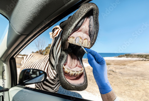 Photography Zebra getting a dental checkup through a car window