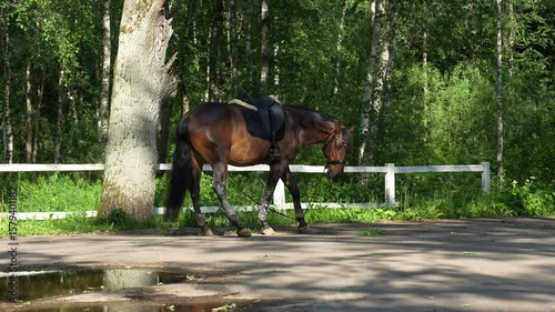 A bay mare in a park. A brown horse standing near a white fence in a forest clearing, struggling to free its leg caught in the reins on a sunny day.