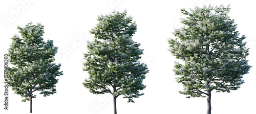 Quadro su tela Set of Syringa reticulata Ivory Silk (Japanese Tree Lilac) frontal street png in