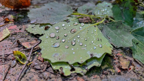 An aspen leaf with small raindrops photographed close up lies in the forest