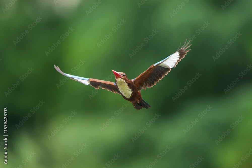 Fototapeta premium Kingfisher in Flight