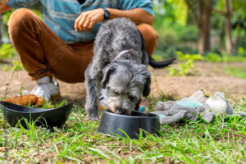 Принти на полотні Mixed breed dog eating from bowl in a park with its owner