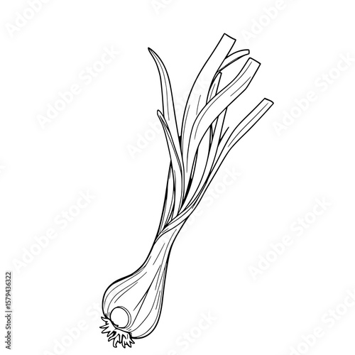 Scallion Illustration: A detailed line art drawing shows a single scallion with its long green stalks and bulbous base, rendered in elegant monochrome.