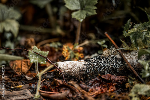 Fotografie Forest floor with moss, lichen, and star-shaped seed capsules on fallen branch c