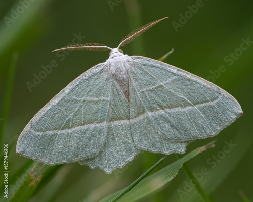 Campaea margaritata, commonly known in the UK as the light emerald, is a moth of the family Geometridae