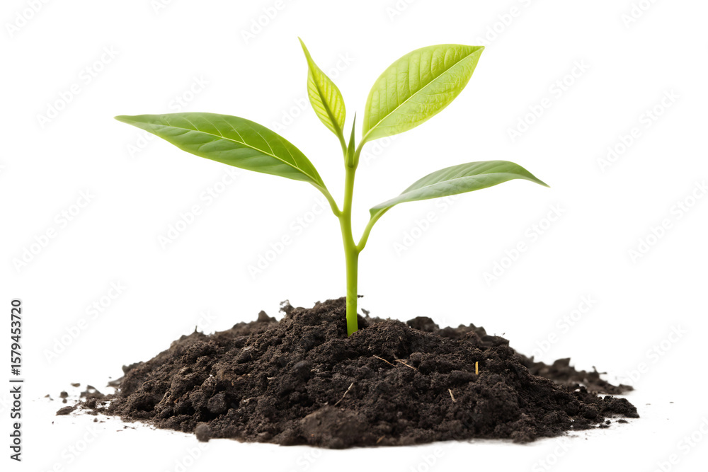 plant new life soil isolated green leaves on AI Generated by PNG plant new life soil isolated green leaves on AI Generated by PNG