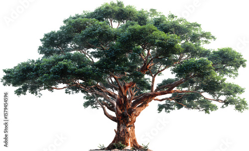 A photo-realistic 3d rendering of a redwood tree on a transparent background