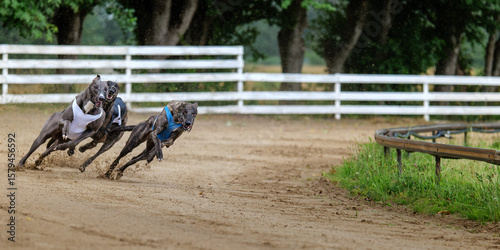 Greyhounds Racing on a Dirt Track During a Dog Race Event in Denmark for Sport and Competition