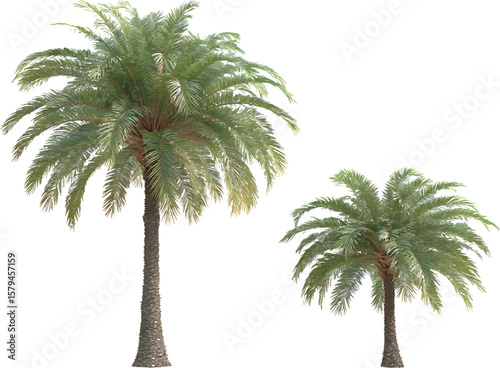 A set of two palm trees on a transparent background