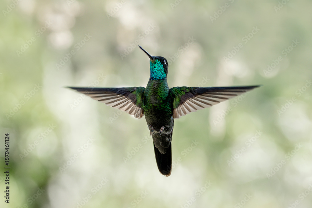 Obraz premium hummingbird in flight