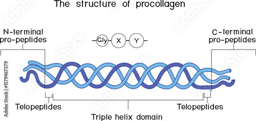 Structure of procollagen for biology lessons