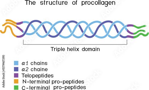Structure of procollagen for biology lessons