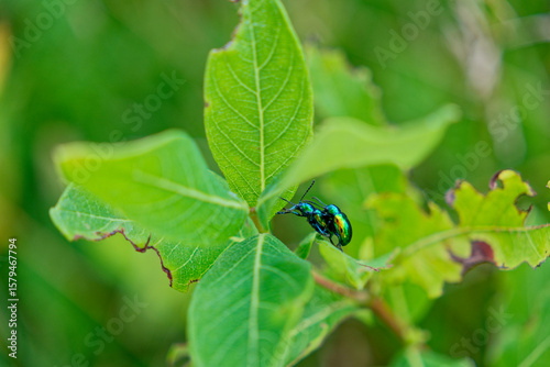 Japanese beetles mating on a plant
