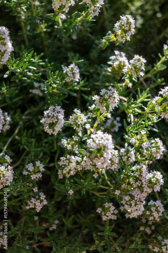 Spring blossom of pink aromatic kitchen herb thyme in garden Spring blossom of pink aromatic kitchen herb thyme in garden