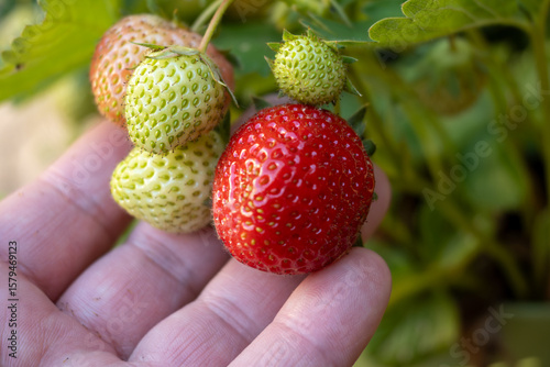 Hand with red strawberry, cultivation of berries in own garden, growing strawberries plants, red ripe berry