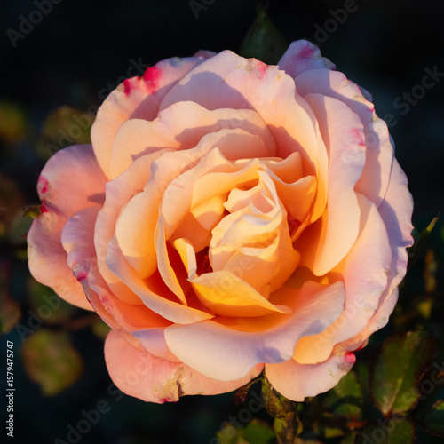 A Pink Rose in the Morning Sunlight