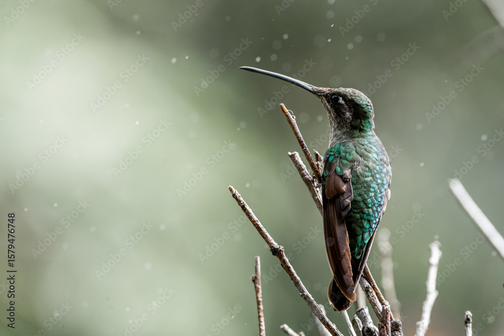 Fototapeta premium Magnificent Hummingbird photographed in Costa Rica cloud forest