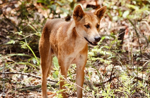 black backed jackal