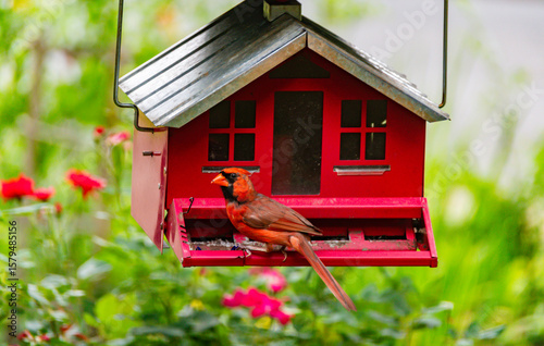 A beautiful red cardinal enjoys seeds from a house-shaped feeder in a lush backyard, a common and serene nature scene