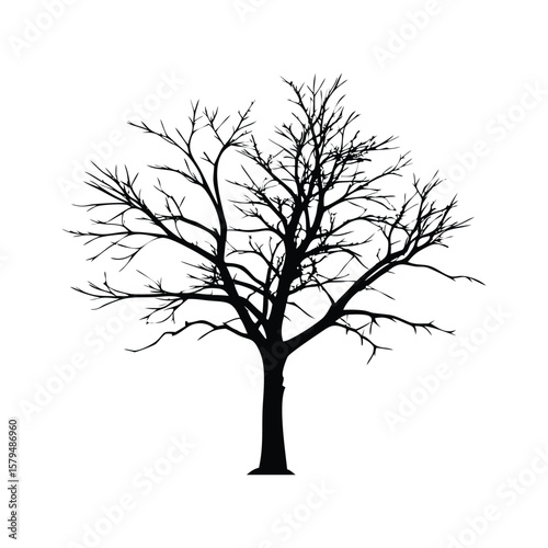 Bare tree silhouette black branches
