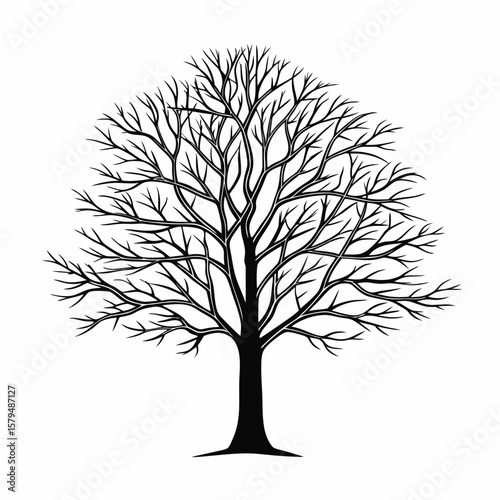 Black bare tree silhouette branches