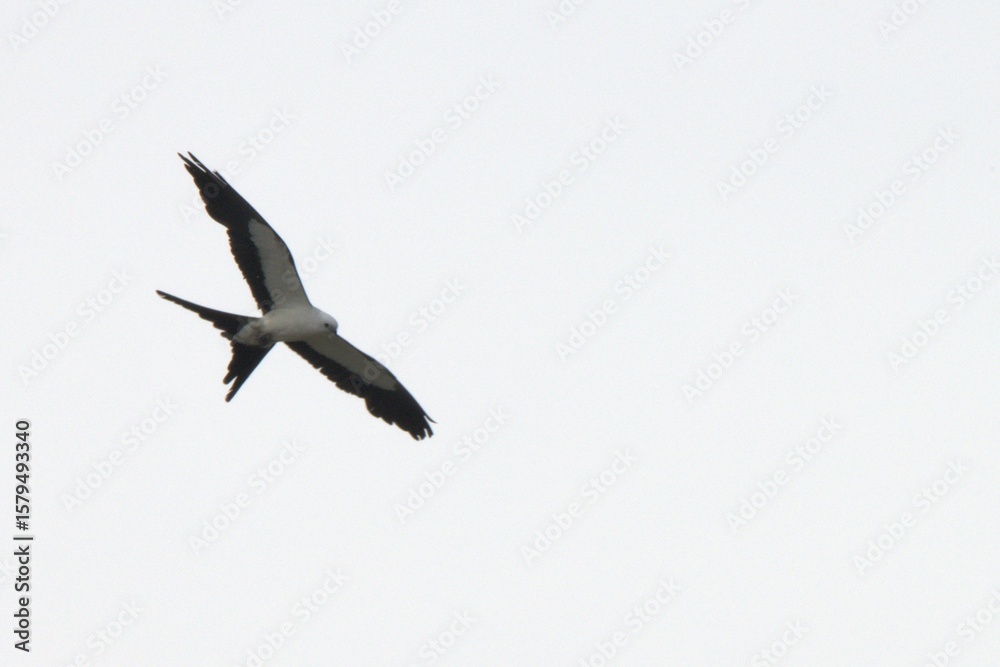 Obraz premium eagle in the sky