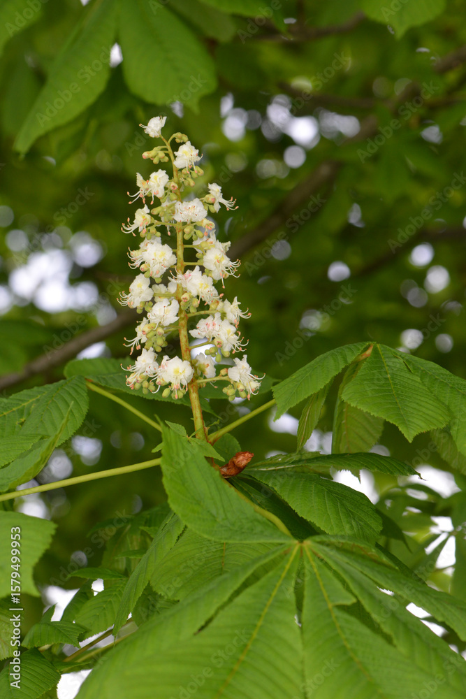 Naklejka premium Kastanie, Gemeine Rosskastanie, Aesculus hippocastanum