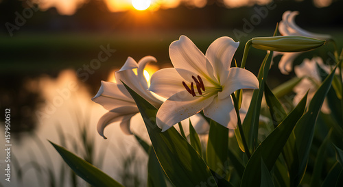 White lilies blooming silhouetted against a golden sunset over a peaceful lake