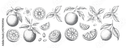 Vintage hand drawn oranges fruit set with slices, flowers, and leaves. Botanical illustration of oranges in engraving style.