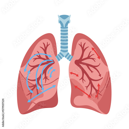 Vector illustration of human lungs with curved arrows showing airflow in and out, clean flat medical style in blue and red on white background, respiratory function concept