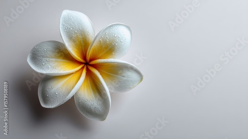 White and Yellow Plumeria Blossom with Dew Drops