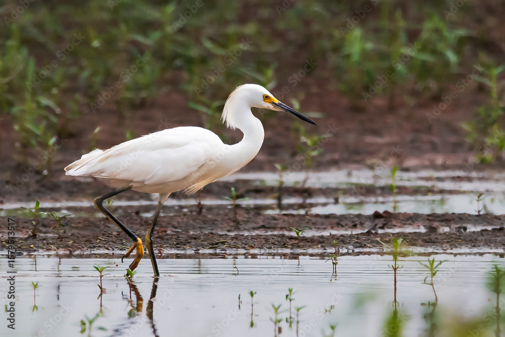 Naklejka premium Snowy Egret Wading in Wetland Area