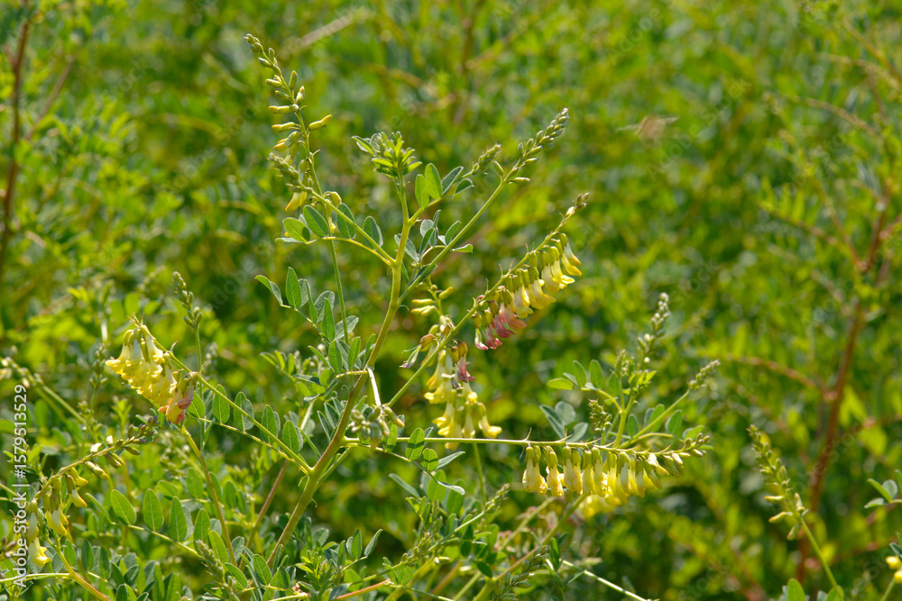 Fototapeta premium Santa Barbara Milchvetch, Astragalus trichopodus