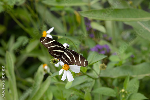 Zebra Longwing on flowers and leaves