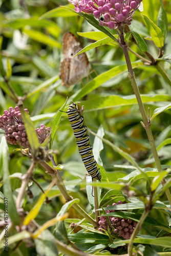 Caterpillar
