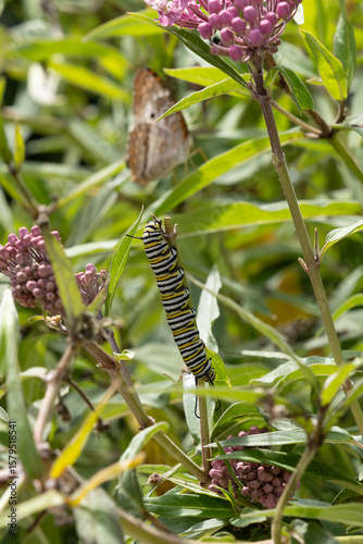 Caterpillar