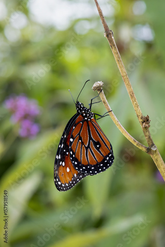 Monarch Butterfly on leaves and flowers