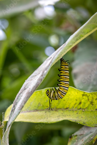Caterpillar