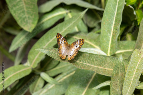 Julia Butterfly on flowers and leaves