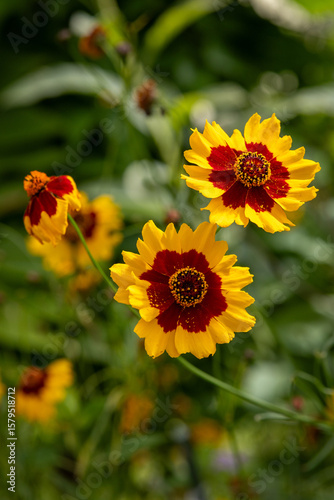 Golden Tickseed flower