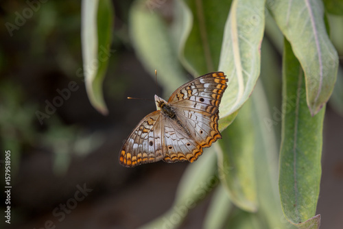 Julia Butterfly on flowers and leaves