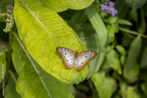 Julia Butterfly on flowers and leaves