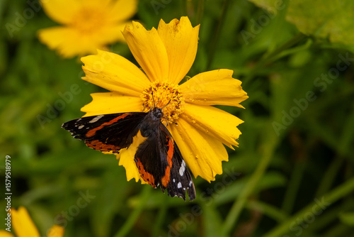 Monarch Butterfly on leaves and flowers