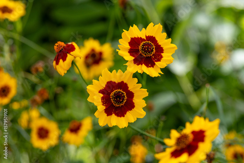 Golden Tickseed flower