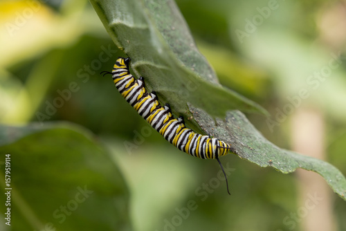 Caterpillar